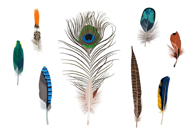 Set of bright bird feathers Detailed feathers of different shapes and colors