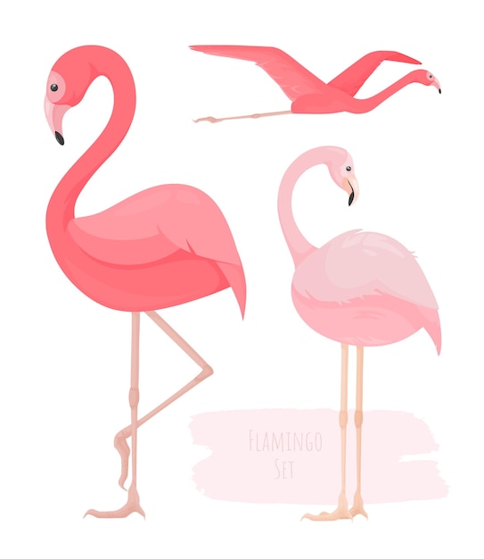 Set of bright pink vector flamingos in different poses.