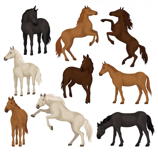 Set of brown, beige and black horses in different poses. Big mammal animals with hoofs, flowing mane and tail.