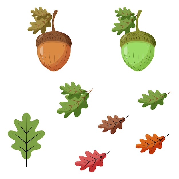 Vector a set of brown and green acorns as well as a variety of oak leaves