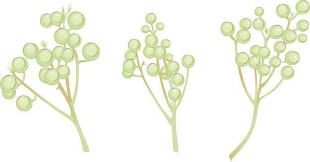 Set of brunia flowersBrunia branches Vector for bouquet wedding cards