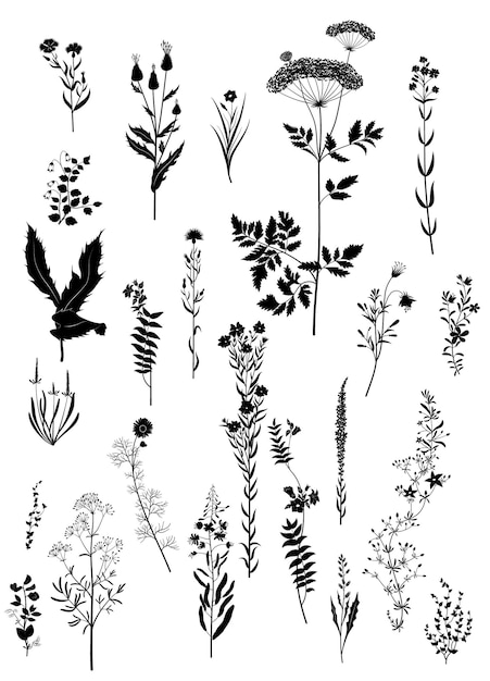 Set of brushes of oilseed plants Vector illustration Sketch