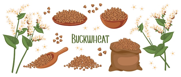 Set of buckwheat grains and spikelets Buckwheat plant buckwheat grains in a plate spoon and bag