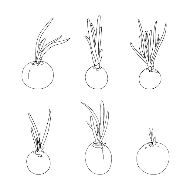 Set of bulbs with sprouted onions linear sketch doodle