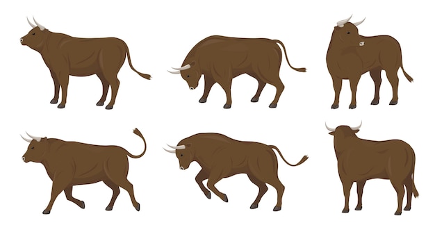 Set of bulls in different poses