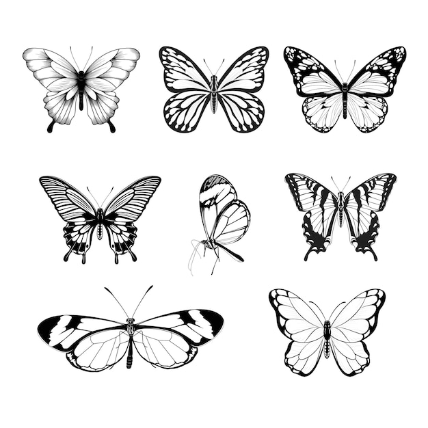 Set of Butterflies Black and White Butterfly Collection