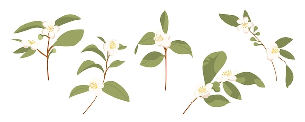 Set of Camellia sinensis. Hand-drawn branch of green tea. Chinese flower with petals. Cartoon flower illustration isolated on a white background.