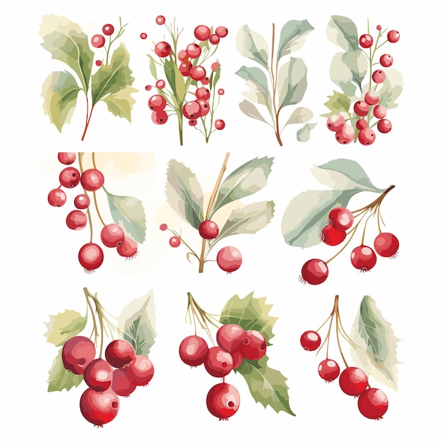 set of canberry watercolor