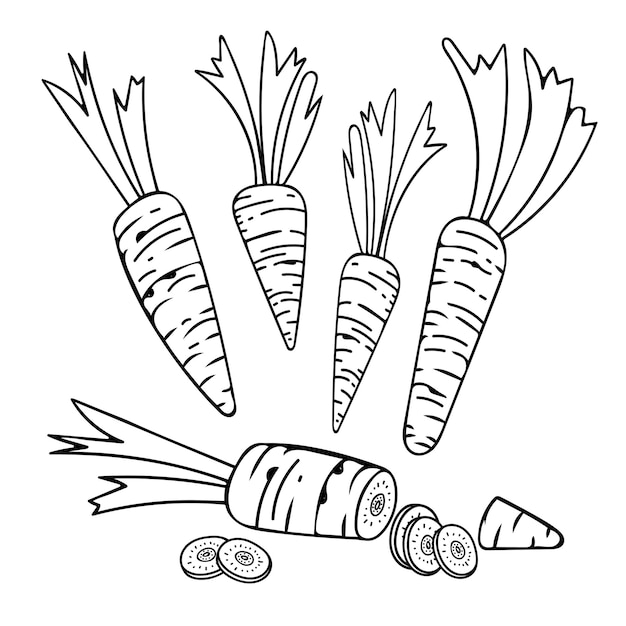 Set of carrots line art Harvest ripe vegetables from the garden Doodle drawing of herbal products Sliced carrot Hand drawn vector outline illustration