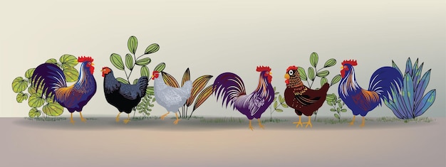 Set of chicken rooster hen poultry farm animal set collection hand drawn vector illustration