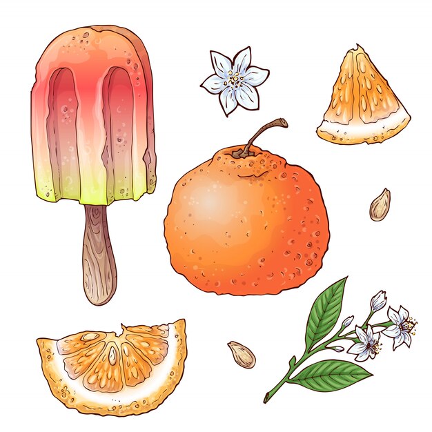 Vector set of citrus ice cream