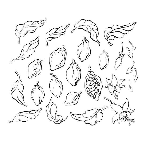 Set of cocoa tree leaves fruit bean flower sprout bud Sketch illustration