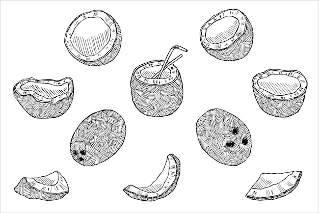 Set of coconut cliparts Hand drawn nut icon Tropical illustration For print web design decor