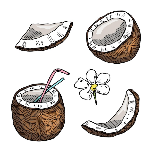 Set of coconut cliparts Hand drawn nut icon Tropical illustration For print web design decor