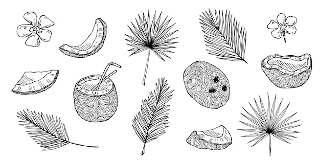 Set of coconut cliparts Hand drawn nut icon Tropical illustration For print web design decor