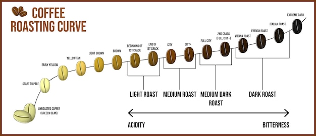 set of coffee beans transforming from white to black roasted or coffee stages roasting