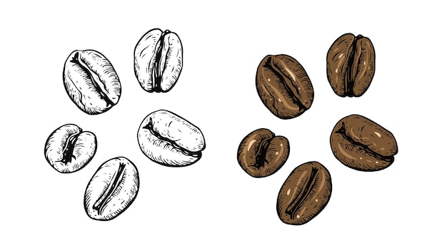 A set of coffee beans with the words coffee on the top.