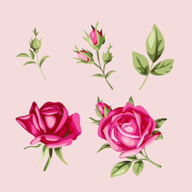 Set Collection Rose