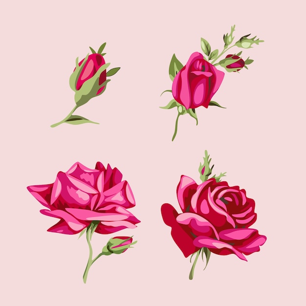 Set Collection rose