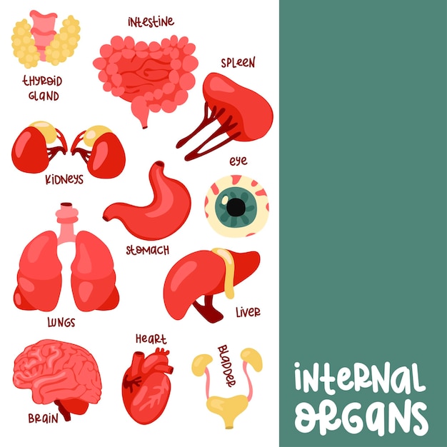 set color vector illustrations of human internal organs with captions Suitable for printing Internet