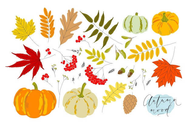 Set of colorful autumn leaves berries pumpkins acorns and seeds Isolated cliparts on white background Simple flat style vector illustrations