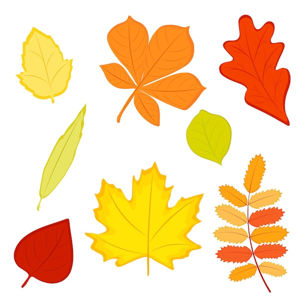 Set of colorful autumn leaves Vector illustration