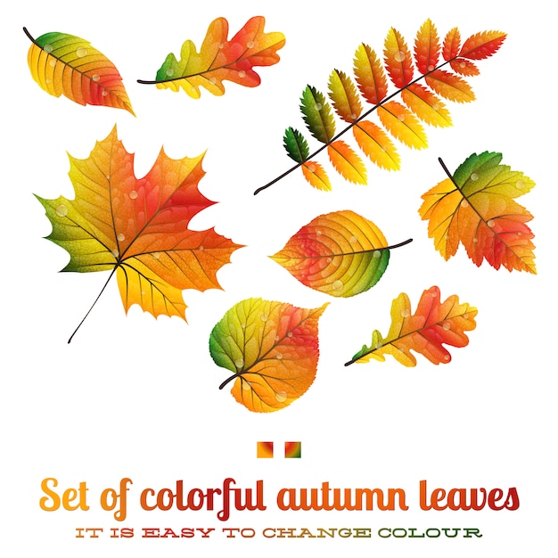 Set of colorful autumn leaves