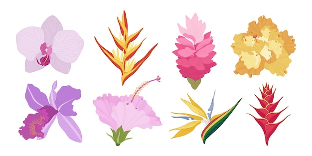 Set of colorful blooming flowers illustration