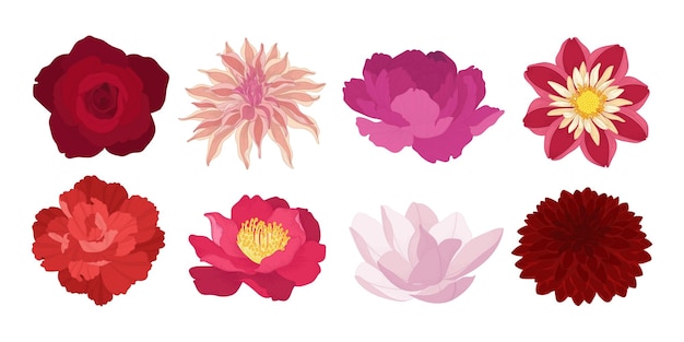 Set of colorful blooming flowers illustration