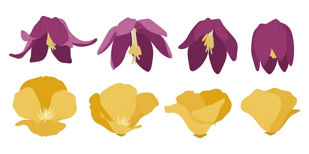 Set of colorful blooming flowers illustration