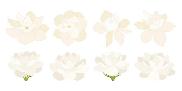 Set of colorful blooming flowers illustration