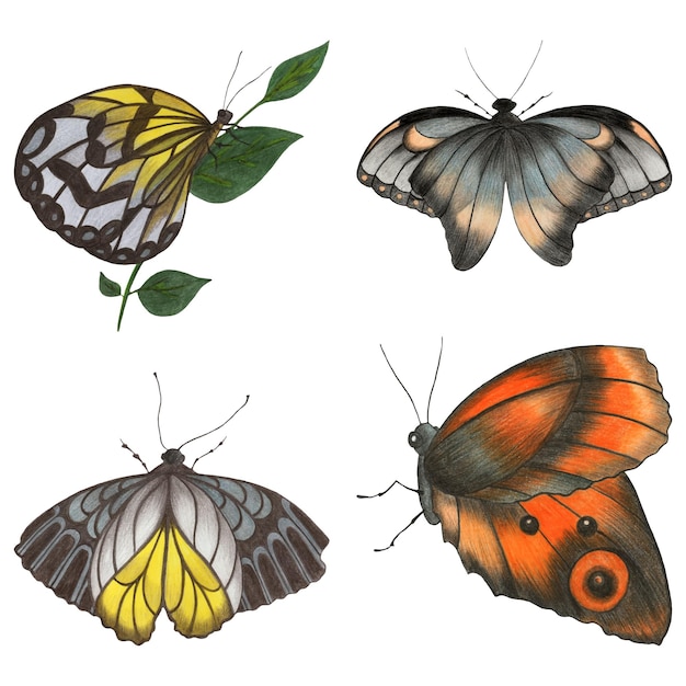 Set of colorful butterfly hand drawn illustration