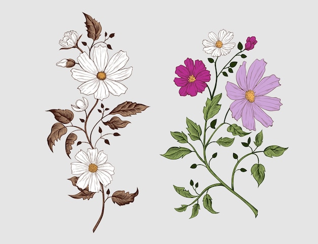 Set of colorful Cosmos flowers. Engraved isolated twigs with leaves and flowers.