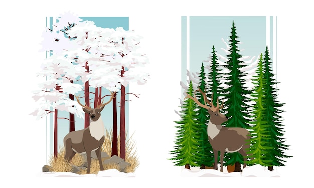 Set of compositions with reindeer Reindeer in the winter spruce and pine forest