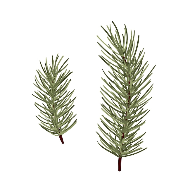 Set of conifer branches vector illustration set Pine spruce cedar larch fir tree winter nature