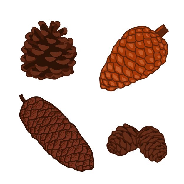 Set of conifer cones vector illustration set Pine spruce cedar larch fir tree cones winter nature