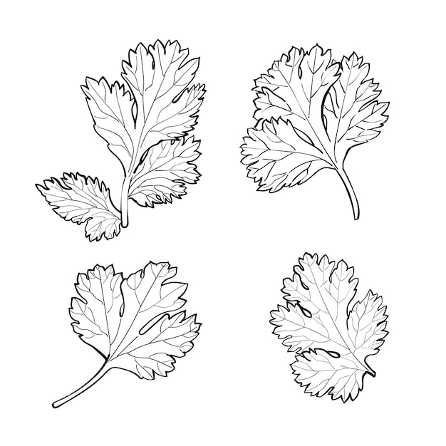 Set of Coriander, Cilantro or Chinese Parsley leaves, doodles sketch isolated