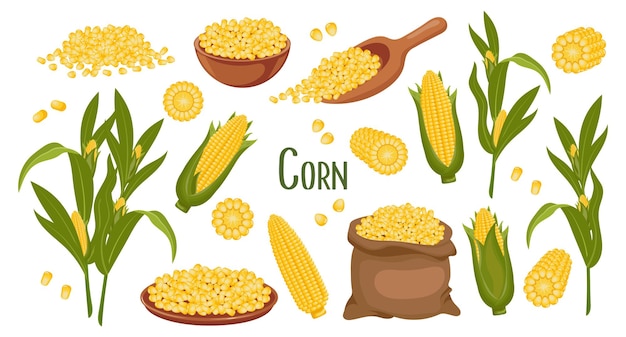 Set of corn grains and spikelets Corn plant Sweet corn corn cobs corn grains in a plate spoon