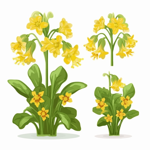 Set of cowslip flower illustrations that will add a touch of elegance to your designs