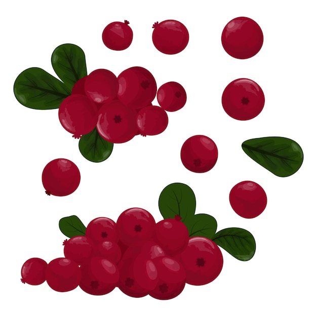 Vector set of cranberries simple vector illustration