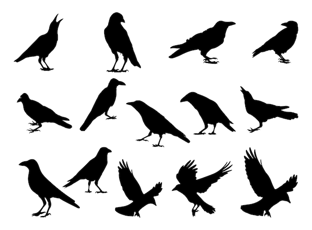 The set of crow silhouette - animal silhouette