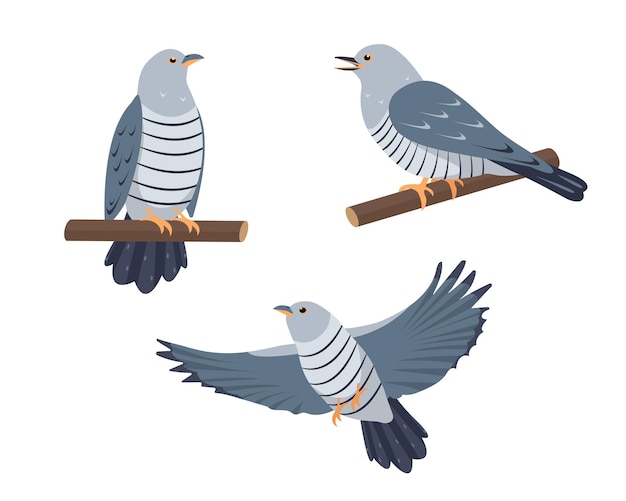 Set of Cuckoo birds icons in different poses isolated