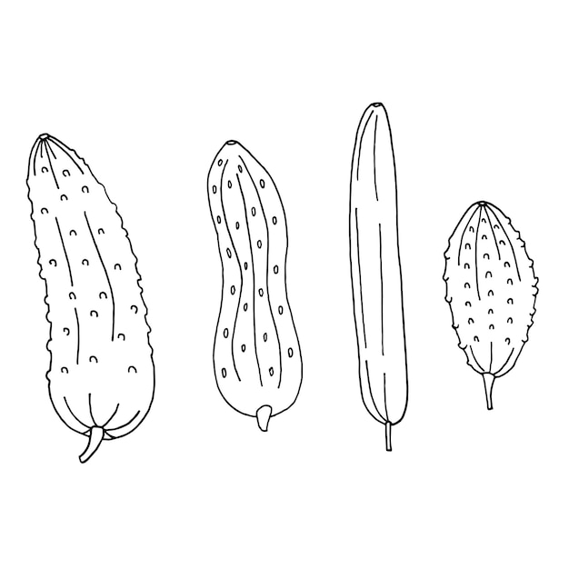 Set of cucumber in doodle style