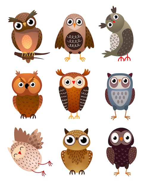 Set of cute different owl bird, with colorful feathers and big eyes. Cartoon style.