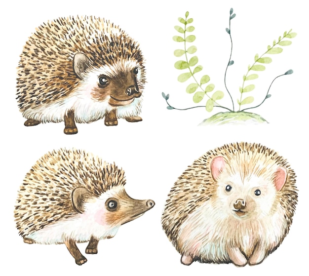 Set of cute hedgehogs in watercolor