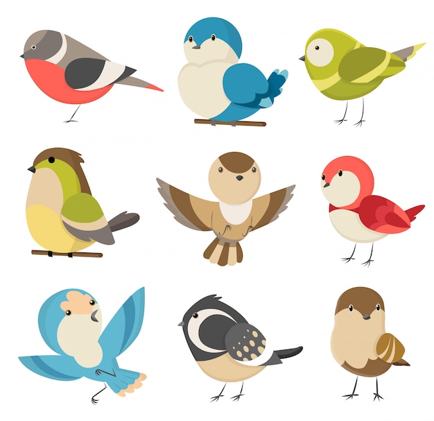 Set  cute little colorful birds isolated on white . Common house sparrow couple, male and female. Small birds in cute cartoon style. Isolated  clip art illustration