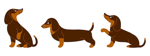 Set of cute purebred dachshunds in different poses Illustration in cartoon style vector