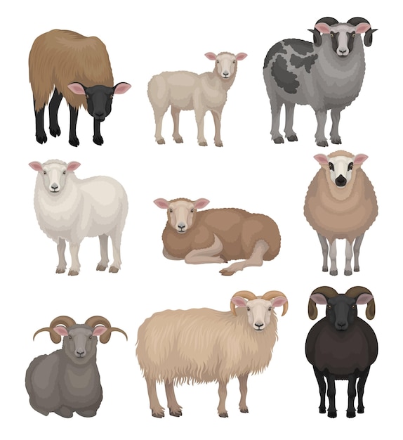 Set of cute sheeps and rams of different breeds Farm animals with woolly coat and curved horns Domestic creature Livestock farming Detailed flat vector illustrations isolated on white background