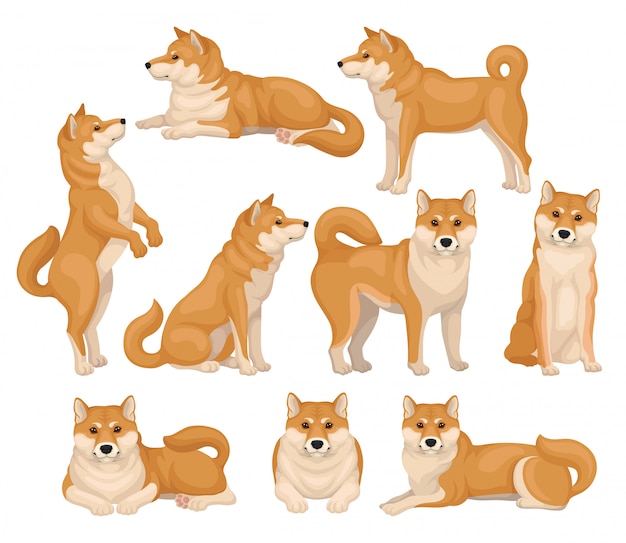 Set of cute Shiba Inu in different poses. Home pet. Dog with red-beige fur and fluffy tail. Detailed   icons