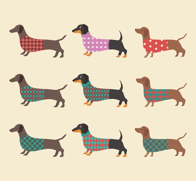 Set of dachshunds in clothes.